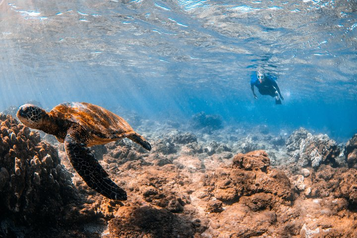Snorkeling for Non-Swimmers with Photos Guided Tour Wailea Beach - Photo 1 of 25